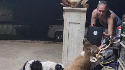 Pup gets the fright of his life when the deer mount comes to life
