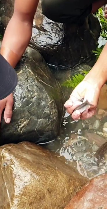 duwali fishing in Nepal | himalayan trout fishing technique |