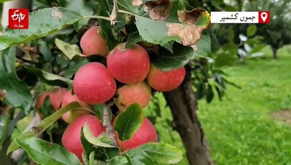 سیب کی فصل تیار، کاشتکار بے بس! کروڑوں کی صنعت خطرے میں