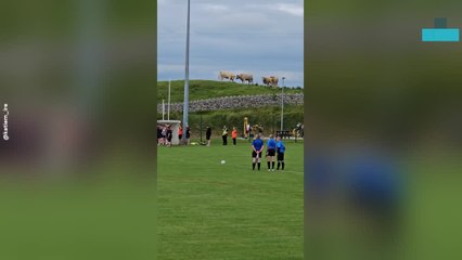 Cows Stand to Attention for Irish National Anthem