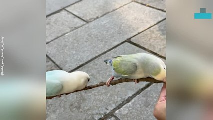 Mischievous Dachshund Runs off With Household Items