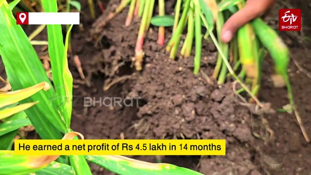 Maharashtra | Ginger Farming Turns A Boon For Manoj Gonate; Earns Lakhs Of Rupees