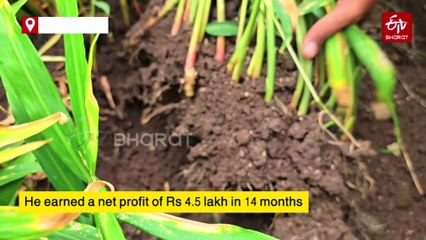 Maharashtra | Ginger Farming Turns A Boon For Manoj Gonate; Earns Lakhs Of Rupees