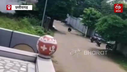 मनेंद्रगढ़ में भालू का आतंक: वन विभाग की टीम ने शुरू किया रेस्क्यू ऑपरेशन