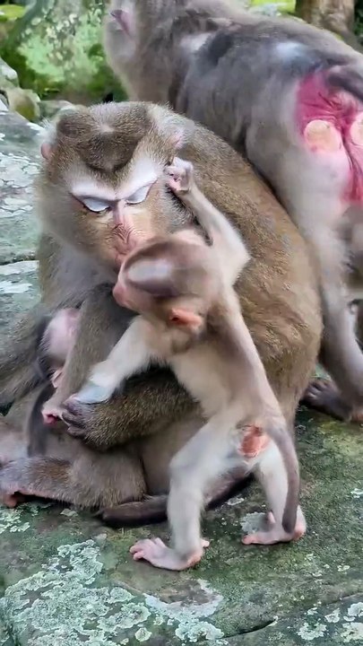 Cute baby monkey 15