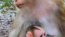 Cute baby monkey 12