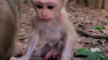 Cute baby monkey 13