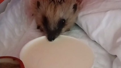 Cucciolo di riccio salvato dai veterinari, le cure e la liberazione nel bosco