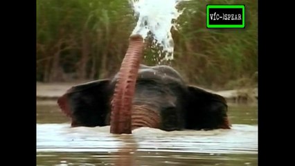 La Tierra del Tigre: Aguas Sagradas - Documental (1997) - Español Latino Episodio 2