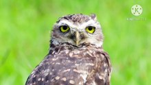 Os animais mais fofos do mundo N•360