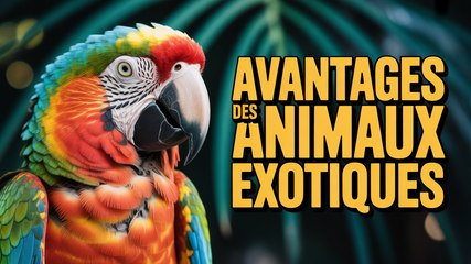 5 Avantages Inattendus d'Avoir un Animal Exotique à la Maison