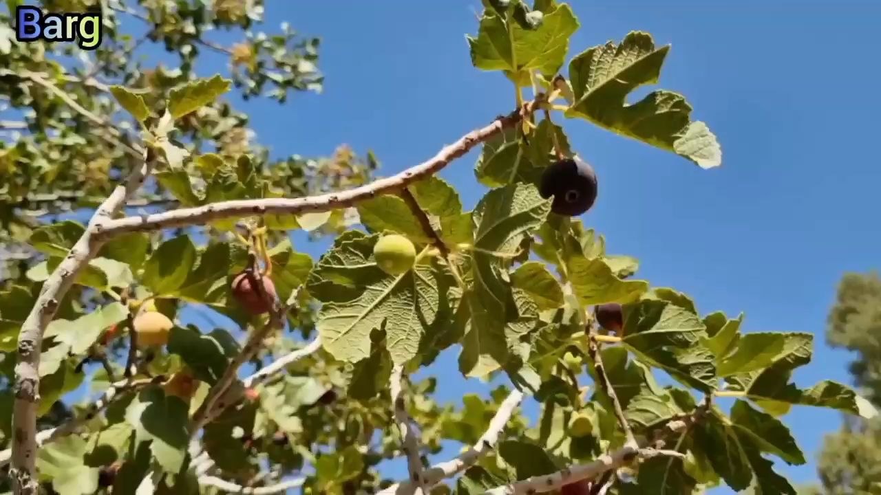 Hi watch nomadic life of two couples. Part 11
