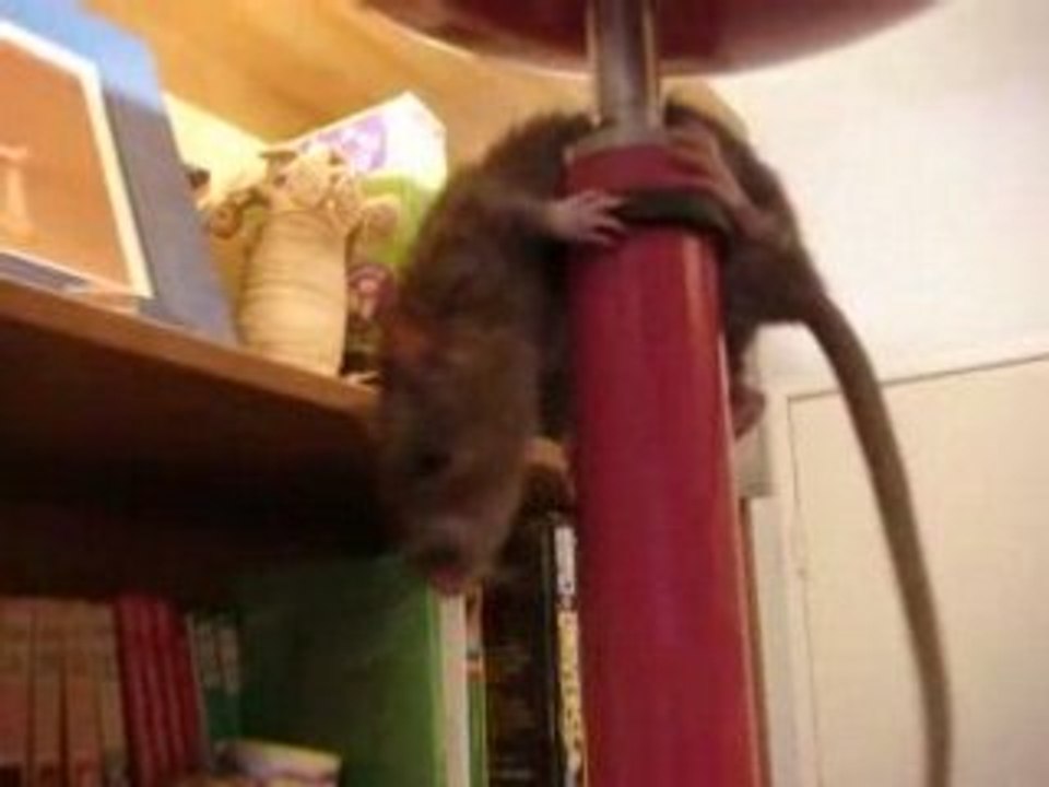 ratounettte