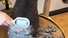 cat grooming brush