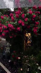 Pink Aesthetic video