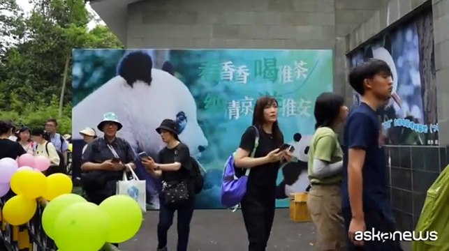 Spiedini di frutta fresca per il compleanno del panda Xiang Xiang