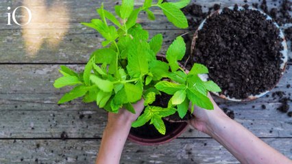Piante anti zanzare: le migliori da mettere sui balconi e in giardino