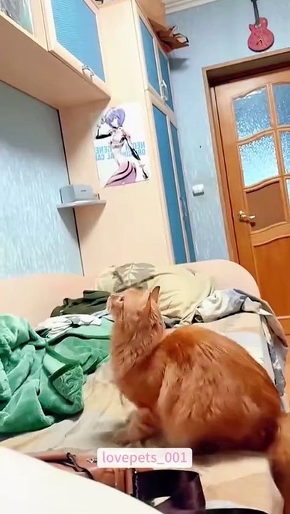 "Cat in slow motion.#cat #cats #catsoftiktok #catlover #funny #foryou #funnyvideos #viral #usa #fypシ"
