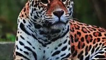 Os animais mais fofos do mundo N•363