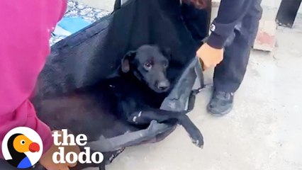 Pregnant Mama Dog Survives And Meets Her TWIN