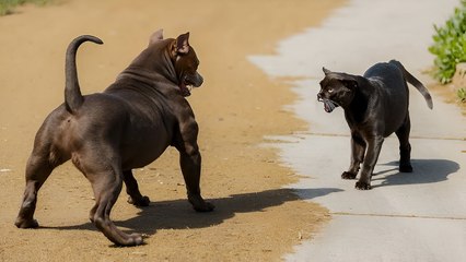 12 Dog Breeds That See Cats as the Enemy