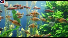 WILDLIFE FILM1