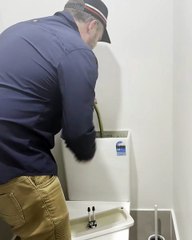 Common tree snake in a toilet at Loftus