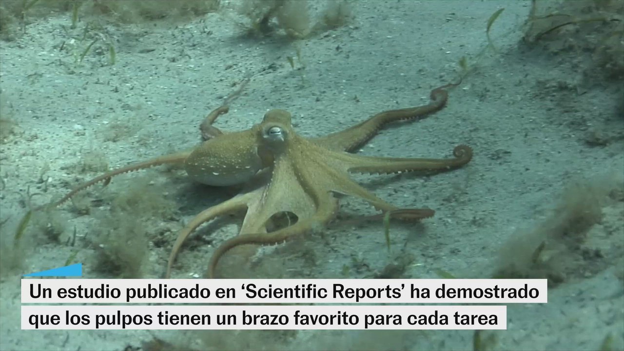 Los pulpos tienen un brazo favorito para cada tarea
