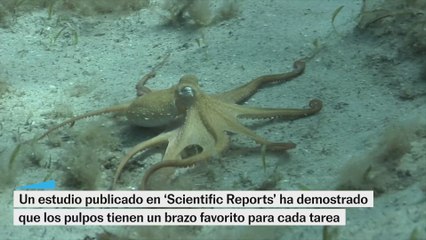 Los pulpos tienen un brazo favorito para cada tarea