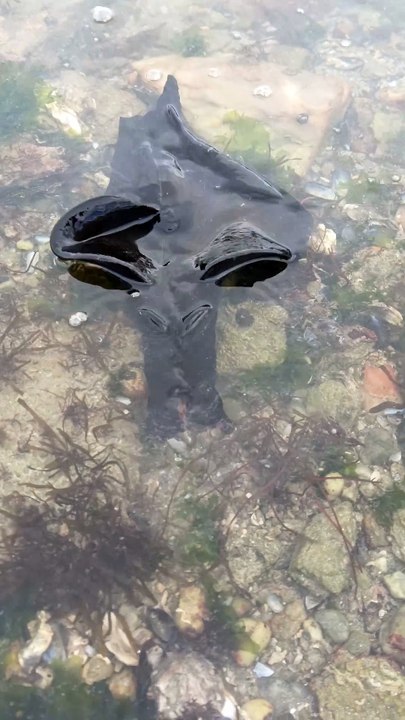 Un lièvre de mer vu à Piriac