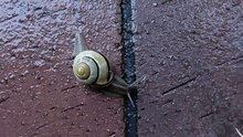 Where are you speeding Mr Snail? #shorts #funny #nature