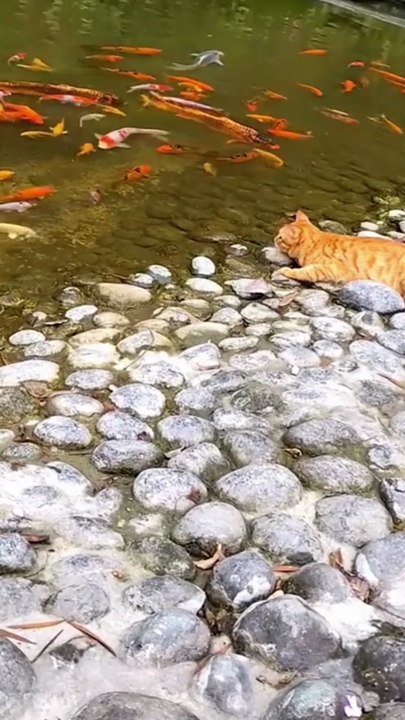 Cat catching fish