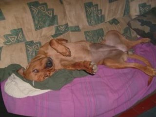 Vidéo  molosses Willy