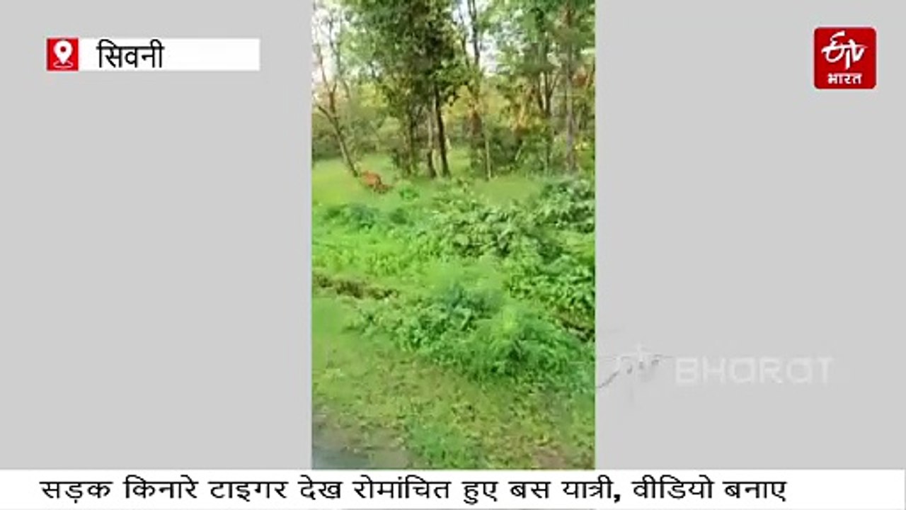 बस यात्रियों ने मुफ्त में लिया टाइगर सफारी का ल...