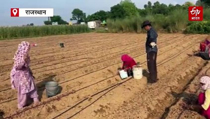 अलवर में थमी बारिश: प्याज बुवाई का लक्ष्य पूरा होने की जगी आस