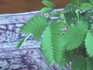 I Love My TickleMe Plant  (a very sensitive plant)