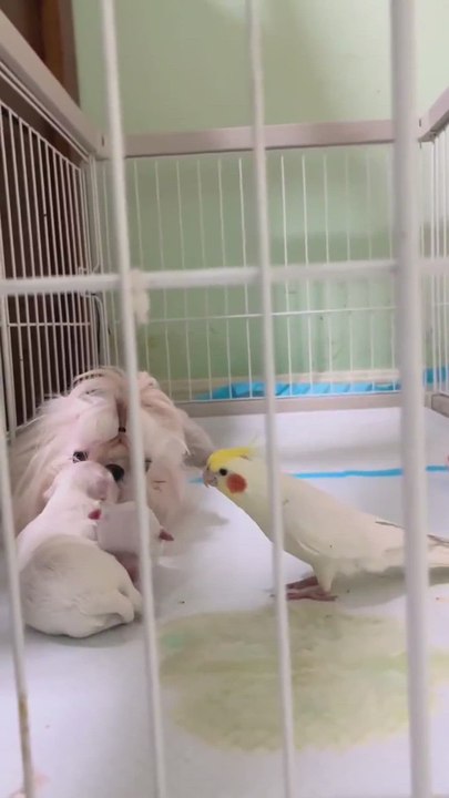 Una perra da a luz y una cacatúa se escapa de su jaula para conocer a los cachorros recién nacidos