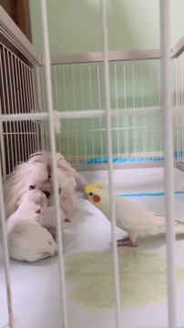 Una perra da a luz y una cacatúa se escapa de su jaula para conocer a los cachorros recién nacidos