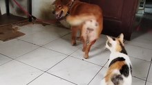 Cat and dog friendship