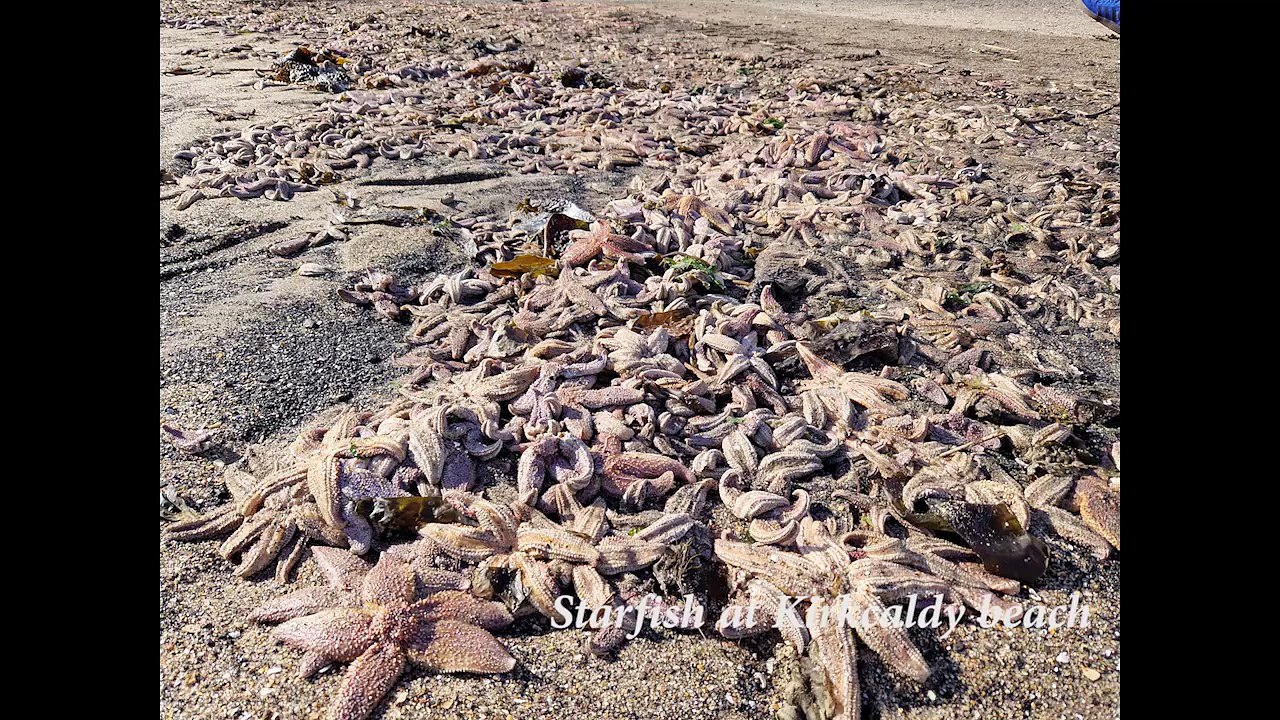 Starfish at Kirkcaldy beach