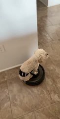 Cute Dog Enjoys Riding Robotic Vacuum Cleaner