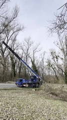 Tree Collapses Onto Crane During Cutting Operation