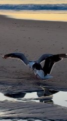 Two Birds Battle Over Fish On Beach