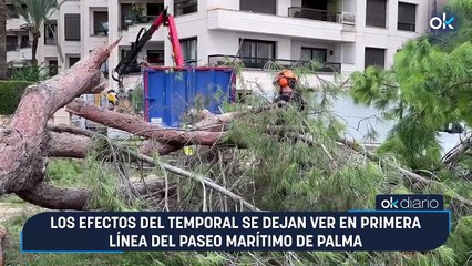 Los efectos del temporal se dejan ver en primera línea del Paseo Marítimo de Palma