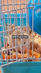 How to Tell If Your Hamster Is Unhappy 🐹 | Signs & Tips for Care