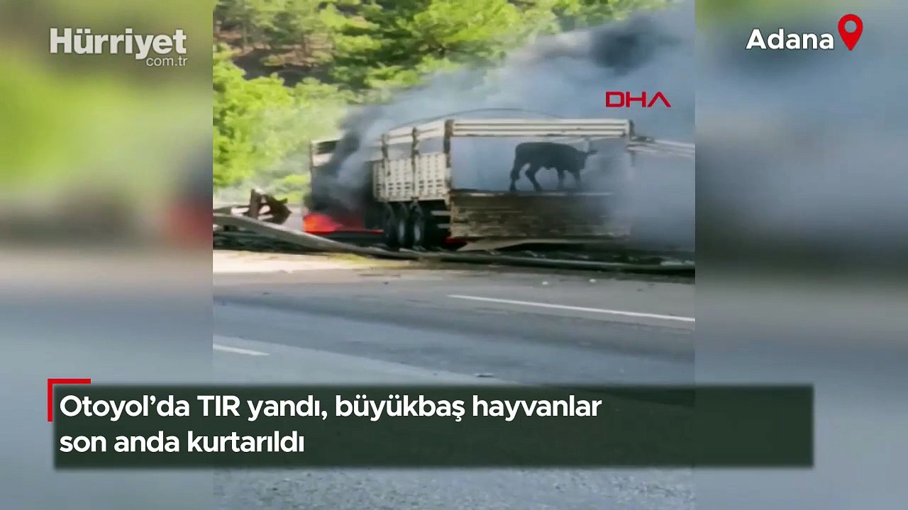 Otoyol’da TIR yandı, büyükbaş hayvanlar son anda kurtarıldı