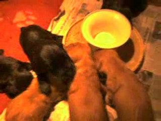 A1er repas bb sado 18 05 08 004