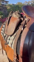 Adorable Kitten Rides in Saddle Bag While Flies Buzz Around