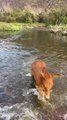 Adorable Moment as Baby Horse Bravely Crosses River for First Time