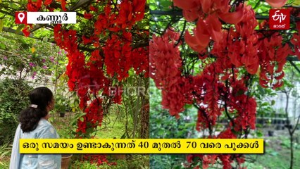 തീനാളംപോലെ ചുവപ്പു കലർന്ന ഓറഞ്ച് പൂങ്കുലകളുമായി സ്‌കാർലെറ്റ്‌ ജേഡ് വൈൻ; വീടിന് സൗന്ദര്യമൊരുക്കി വിദേശി വള്ളിച്ചെടി
